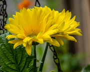 11th Jul 2020 - Floral Afternoon (Gerber Daisy Yellow)