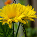 Floral Afternoon (Gerber Daisy Yellow) by marylandgirl58