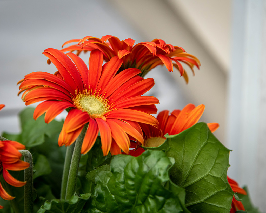 Floral Afternoon (Gerber Daisy Orange) by marylandgirl58