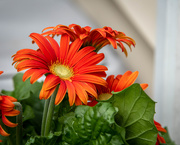 11th Jul 2020 - Floral Afternoon (Gerber Daisy Orange)