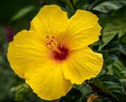 11th Jul 2020 - Floral Afternoon (Hibiscus)