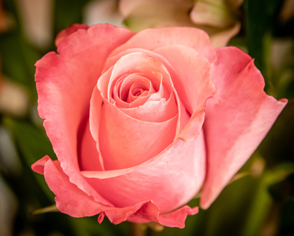 Floral Afternoon (Pink Rose) by marylandgirl58