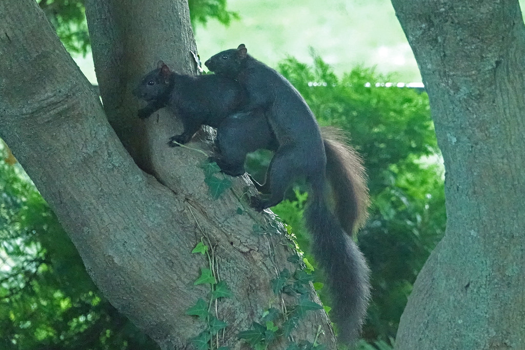 Squirrels mating by annepann