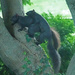 Squirrels mating by annepann