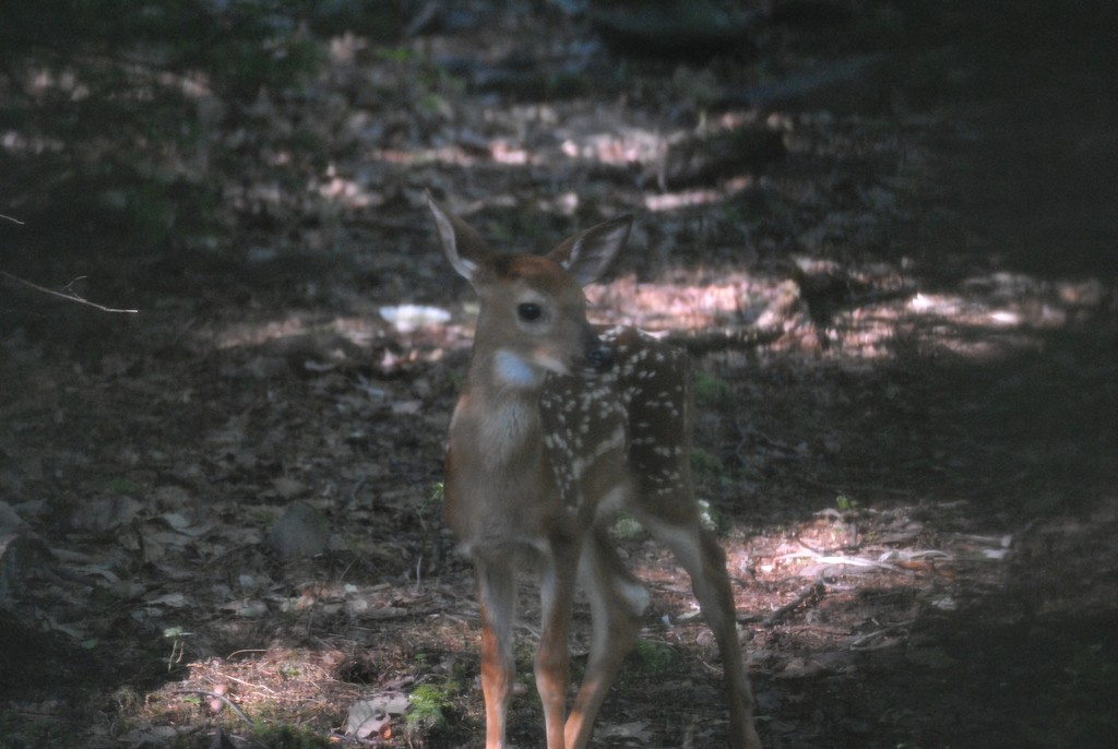 Day 169:  Fawn !!! by jeanniec57