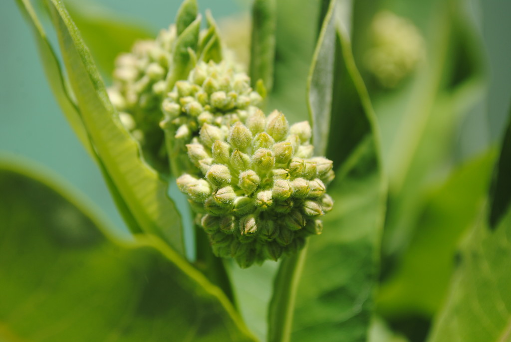 Day 170: Waiting for the Milkweed to Bloom  !  by jeanniec57