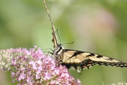 21st Jun 2020 - Day 173: Butterfly .....