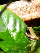 11th Jul 2020 - This Frog In A Little Pond