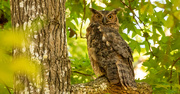 11th Jul 2020 - Great Horned Owl!