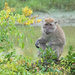 Macaque by ianjb21