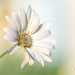 daisy crazy by ulla