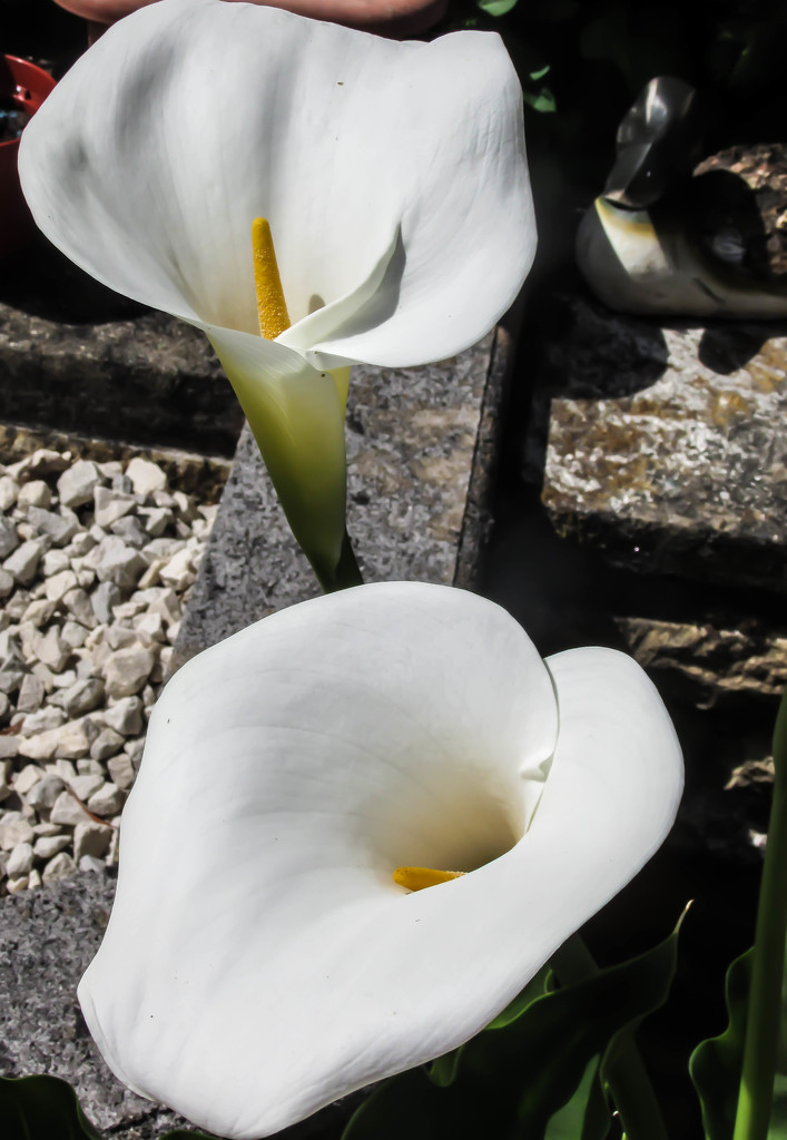 Cala Lilies by mumswaby