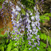 Wisteria by mumswaby