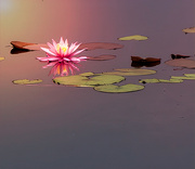 11th Jul 2020 - Are you tired of waterlilies yet?
