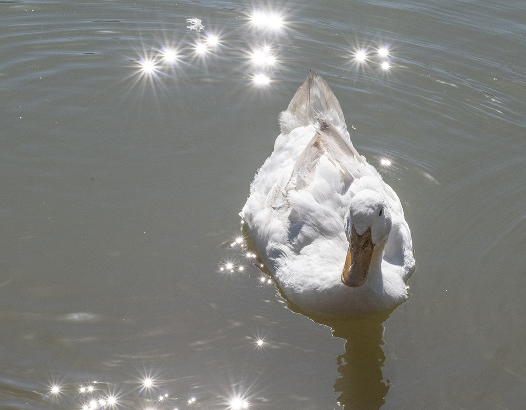 Sparkling Duck by k9photo