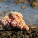 Sea sponge by cherrymartina