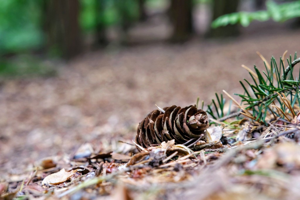 Lonesome pinecone by 4rky