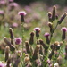 Thistles by jacqbb