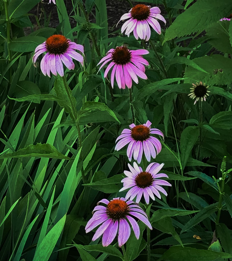 Coneflowers by mittens