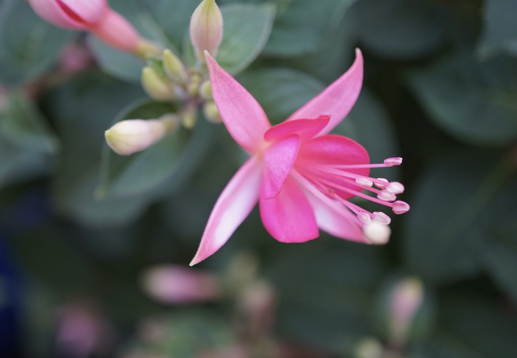 fuchsia in pink by quietpurplehaze