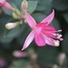 fuchsia in pink by quietpurplehaze