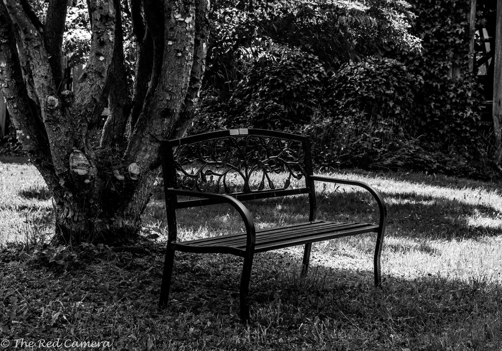 Park bench under a Tree by theredcamera