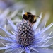 Bee & Sea Holly by carole_sandford