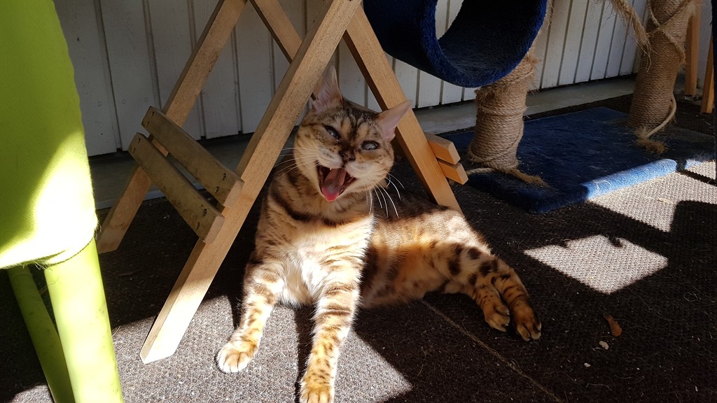 Yawn! by katriak