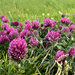 Red Clover by lifeat60degrees