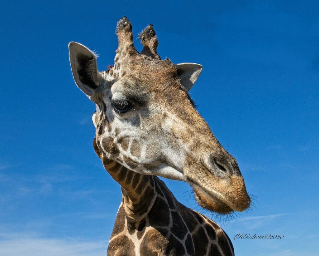 LHG-9724-Giraffe by rontu
