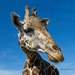 LHG-9724-Giraffe by rontu