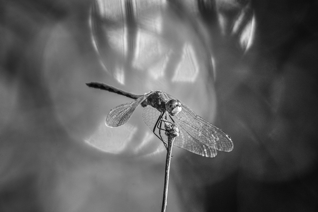 monochrome dragonfly by aecasey