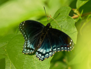 12th Jul 2020 - red-spotted admiral butterfly 