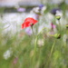 Painterly Poppies  by motherjane