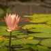 Water lily  by samae