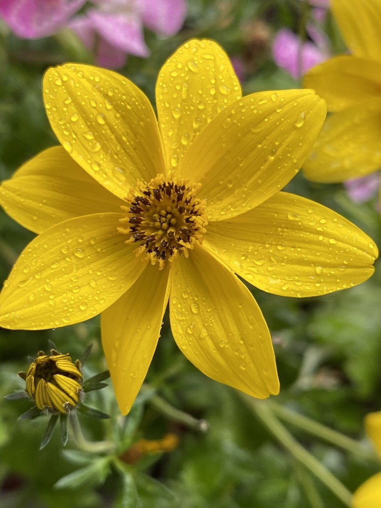 Raindrops on yellow flower by clay88
