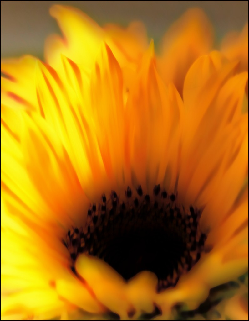 Sunflower Flames by olivetreeann