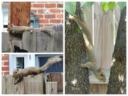13th Jul 2020 - Squirrel Insouciance