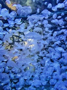 13th Jul 2020 - Blue jellyfishes. 