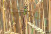 12th Jul 2020 - Green Darner Dragonfly