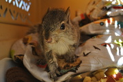 24th Jun 2020 - Day 176: Baby Squirrel 
