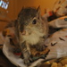 Day 176: Baby Squirrel  by jeanniec57