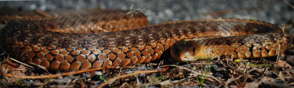 Day 177: Eastern Garter Snake by jeanniec57