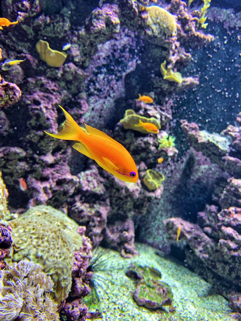 Little orange fish.  by cocobella