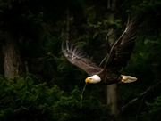 12th Jul 2020 - Bald Eagle on Lower Thompson Lake