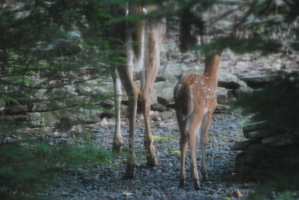 Day 182:  Oh, Deer !  by jeanniec57