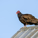 Turkey Vulture by sprphotos