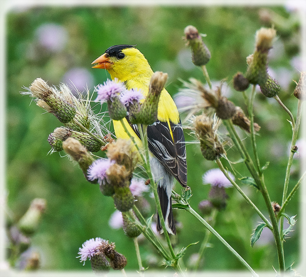 Goldfinch by gardencat