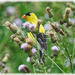 Goldfinch by gardencat