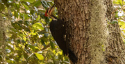 12th Jul 2020 - Pileated Woodpecker!